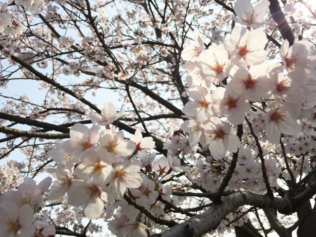 桜も満開