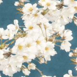 青空に映える白い桜／背景画像／フリー素材