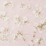 壁紙のような桜と桜の花びら／背景画像／フリー素材