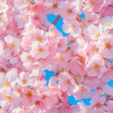 青空とピンクの桜のコントラストが美しい／背景画像／フリー素材