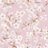 白い桜とピンクの背景／背景画像／フリー素材