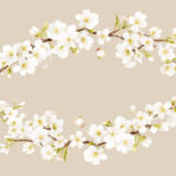 白い桜。中央にタイトル入れ。｜背景画像｜無料イラスト素材