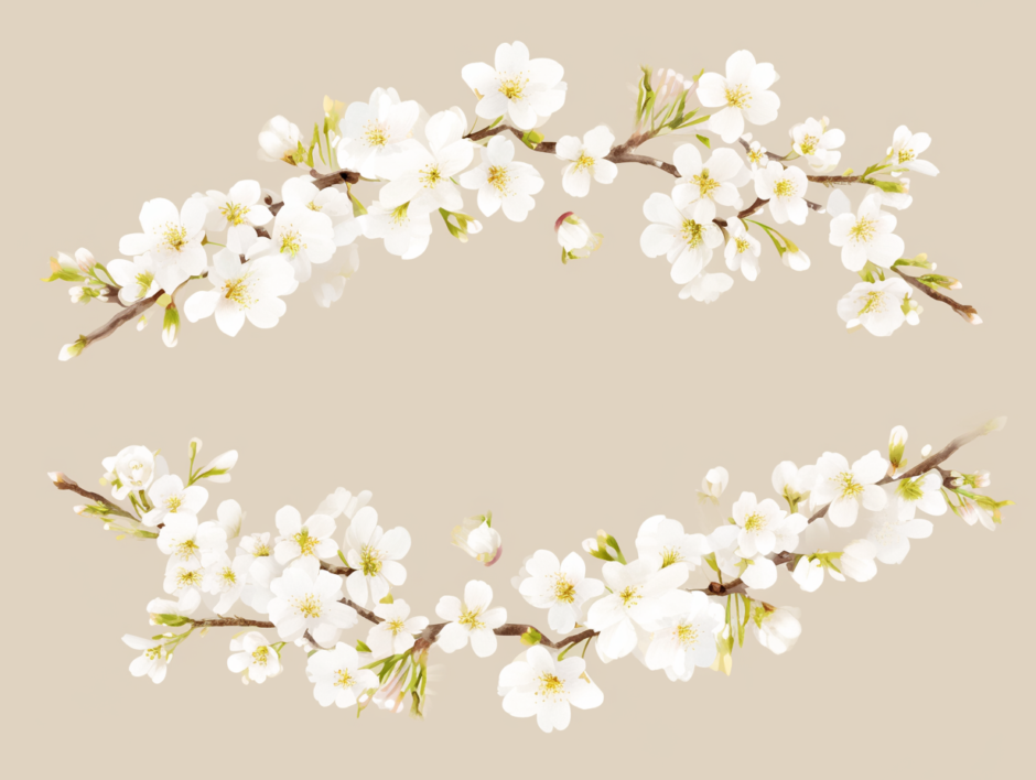 白い桜。中央にタイトル入れ。／背景画像／フリー素材