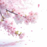 桜と舞う花びら。水面に映る桜。／背景画像／フリー素材