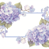 紫陽花（あじさい）の梅雨時フレーム／飾り枠画像／フリーイラスト素材